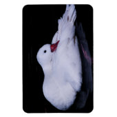 Coscoroba Swan P3442 Magneet (Verticaal)