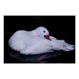 Coscoroba Swan P3442 Perfect Poster
