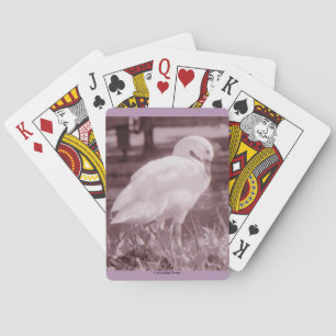 Coscoroba Swan Pokerkaarten