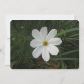 Cosmea Feestdagenkaart (Voorkant)