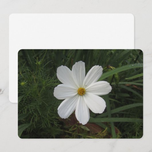 Cosmea Feestdagenkaart (Voorkant / Achterkant)