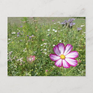 Cosmea Flower in Wild Flowers Field DIY Briefkaart