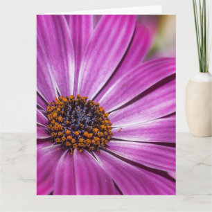 COSMEA PAARSE STROOM BIRTHDAY OVERGEPUSIZEERDE KAA KAART