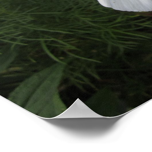 Cosmea Poster (Hoek)