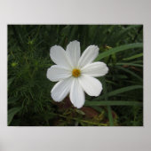 Cosmea Poster (Voorkant)