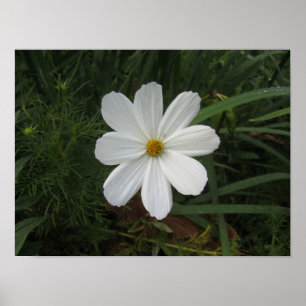 Cosmea Poster
