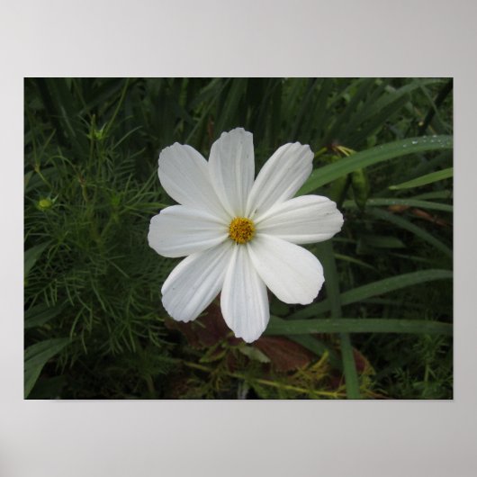 Cosmea Poster (Voorkant)