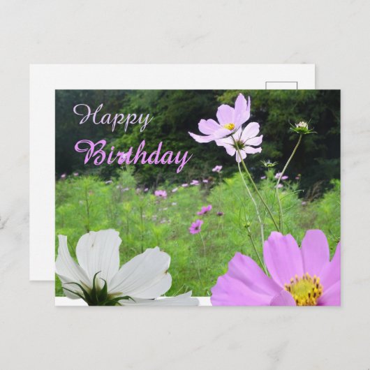 Cosmea, veld met wilde bloemen Verjaardagskaart Briefkaart (Voorkant / Achterkant)