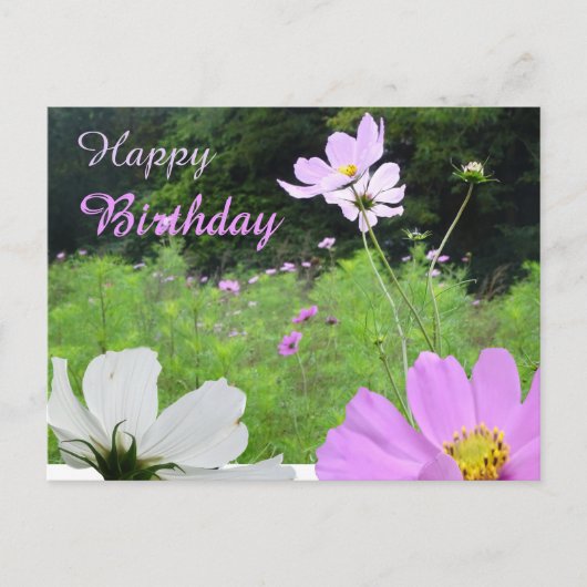 Cosmea, Veldbloemen Veld Verjaardagskaart Briefkaart (Voorkant)