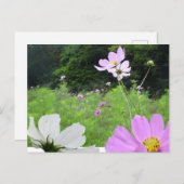 Cosmea, Wild Flowers Field DIY Briefkaart (Voorkant / Achterkant)