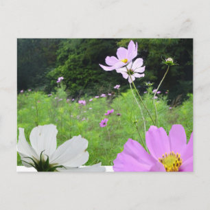Cosmea, Wild Flowers Field DIY Briefkaart
