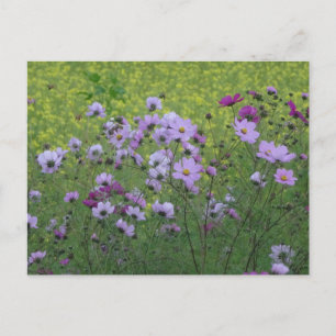 Cosmea Wild Flowers & Rapeseed Field DIY Briefkaar Briefkaart
