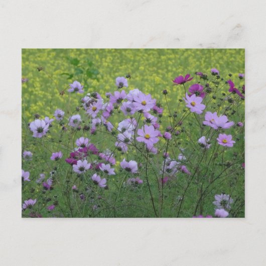 Cosmea Wild Flowers & Rapeseed Field DIY Briefkaar Briefkaart (Voorkant)