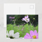 Cosmea, wildbloemenveld bedankkaart briefkaart (Voorkant / Achterkant)