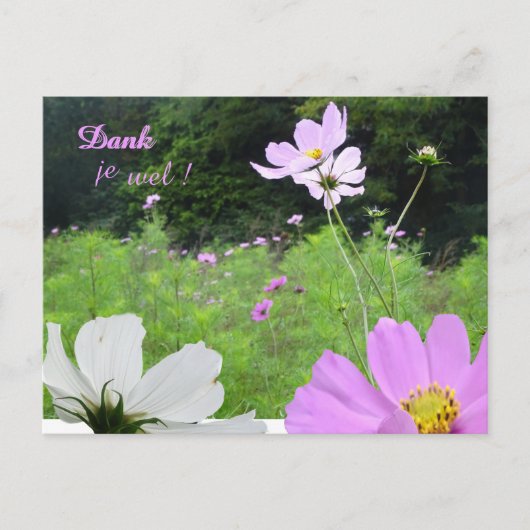Cosmea, wildbloemenveld bedankkaart briefkaart (Voorkant)