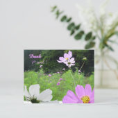 Cosmea, Wilde Bloemen Veld Bedankt Ansichtkaart Briefkaart (Staand voorkant)