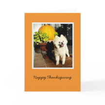 Cosmo de Puppy Thanksgiving