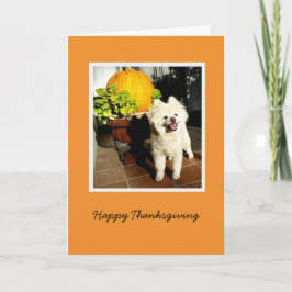 Cosmo de Puppy Thanksgiving Feestdagen Kaart