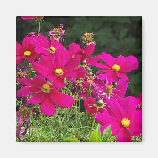 Cosmo Flowers magnet (Voorkant)