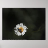 Cosmopolitan Bee Poster (Voorkant)