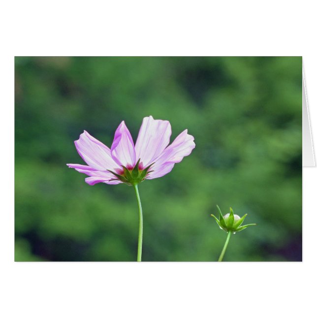 Cosmos (Voorkant Horizontaal)