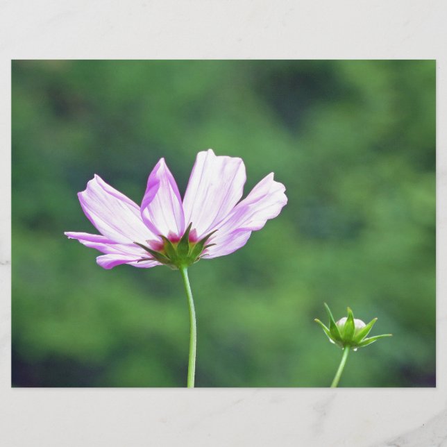 Cosmos (Voorkant)