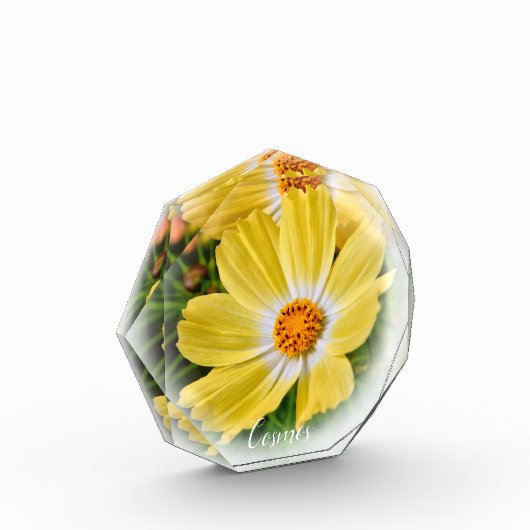 Cosmos フォトブロック fotoblokken (Links)