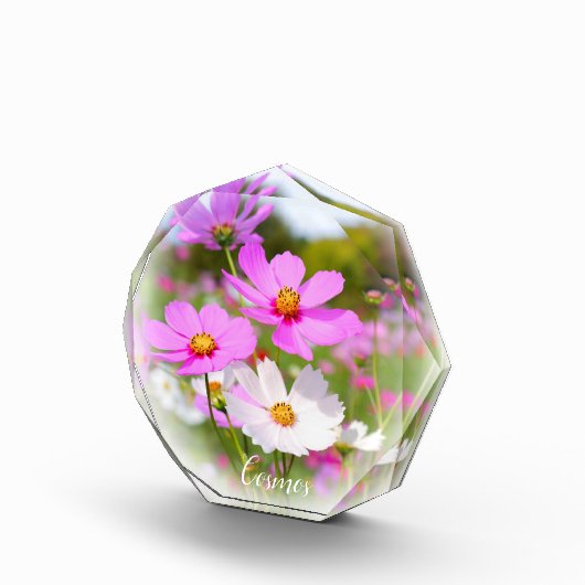 Cosmos フォトブロック fotoblokken (Rechts)