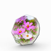 Cosmos フォトブロック fotoblokken (Links)