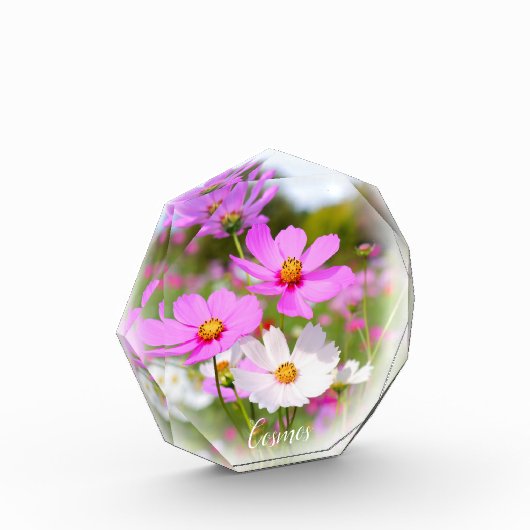 Cosmos フォトブロック fotoblokken (Links)