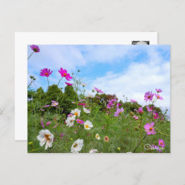 Cosmos ポストカード briefkaart