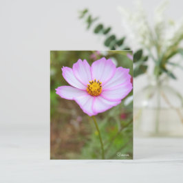 Cosmos ポストカード briefkaart