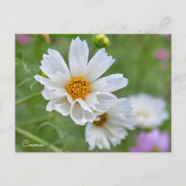 Cosmos ポストカード briefkaart