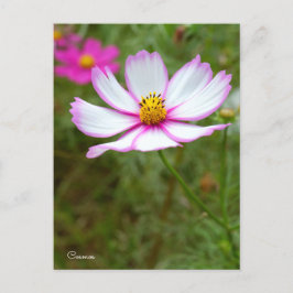 Cosmos ポストカード briefkaart