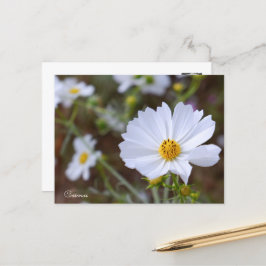 Cosmos ポストカード briefkaart