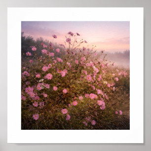 Cosmos bij Stille Dageraad – Zachte Morgenweide Poster