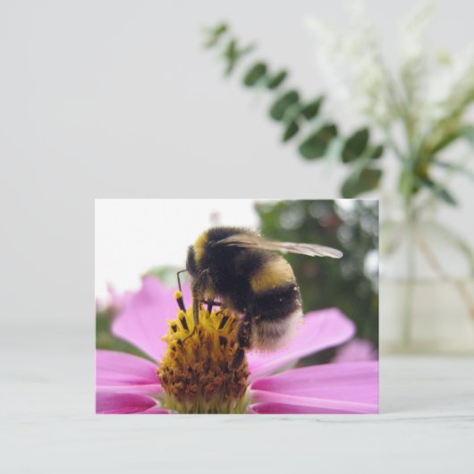 Cosmos bipinnatus briefkaart (Staand voorkant)