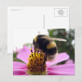 Cosmos bipinnatus briefkaart (Voorkant / Achterkant)