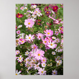Cosmos Bloem (Bidens Formosa). Kirkwood Poster