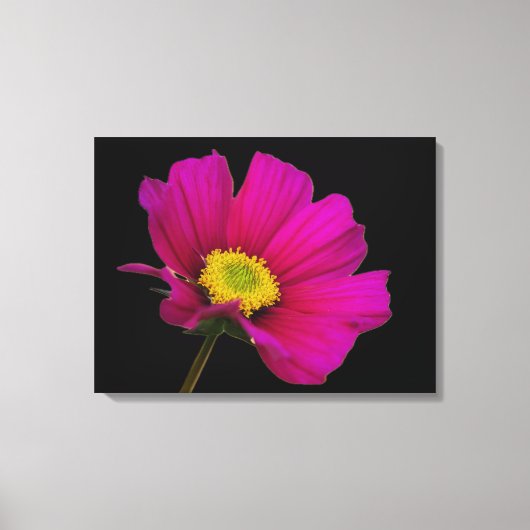 Cosmos Bloem Canvasprint Canvas Afdruk (Voorkant)