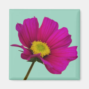 Cosmos Bloem Magneet