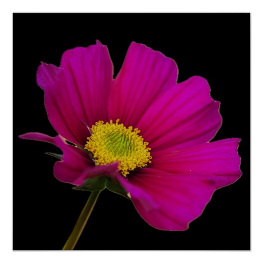 Cosmos Bloem Poster (Voorkant)