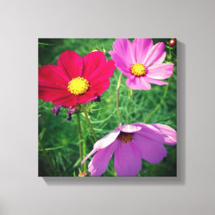 Cosmos Bloem Trio  Canvas Afdruk