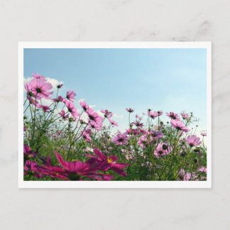 Cosmos Bloemen: Japan Ansichtkaart Briefkaart