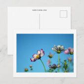 Cosmos Bloemen: Japan Ansichtkaart Briefkaart (Voorkant / Achterkant)