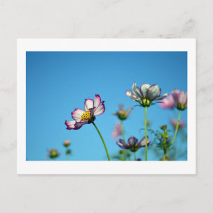 Cosmos Bloemen: Japan Ansichtkaart Briefkaart