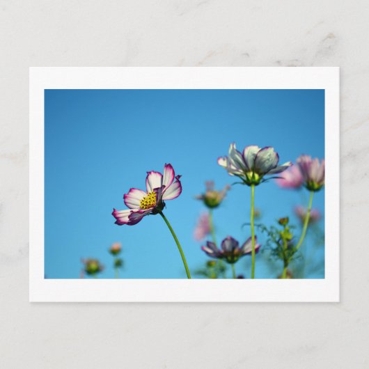 Cosmos Bloemen: Japan Ansichtkaart Briefkaart (Voorkant)