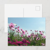 Cosmos Bloemen: Japan Briefkaart (Voorkant / Achterkant)