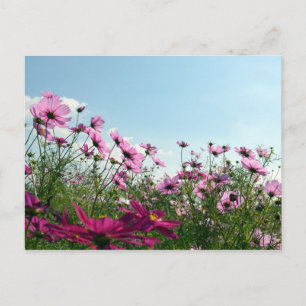 Cosmos Bloemen: Japan Briefkaart