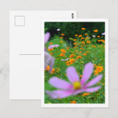 Cosmos Bloemen: Japan Briefkaart (Voorkant / Achterkant)